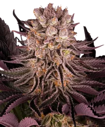 Mimosa x Orange Punch