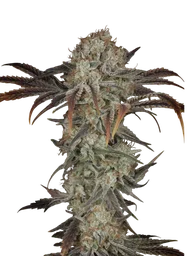 Money Maker