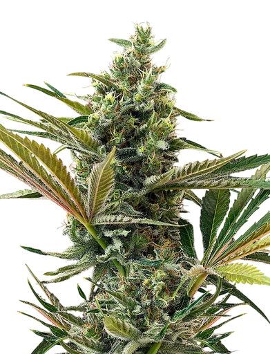 Super Lemon Haze CBD Auto