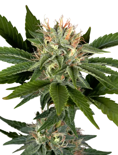 Sweet Valley Kush x California Black Rozé