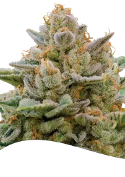 Big Bazooka Auto