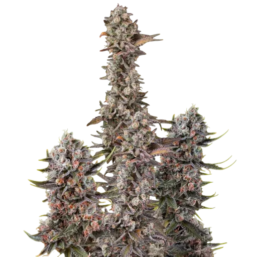 Blue Mystic Auto
