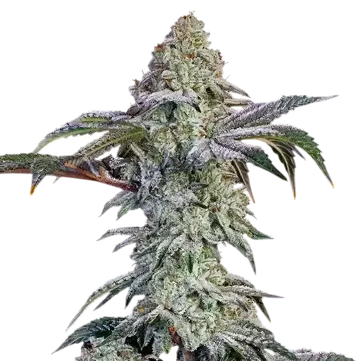 Grandpa's Cookies #6 S1