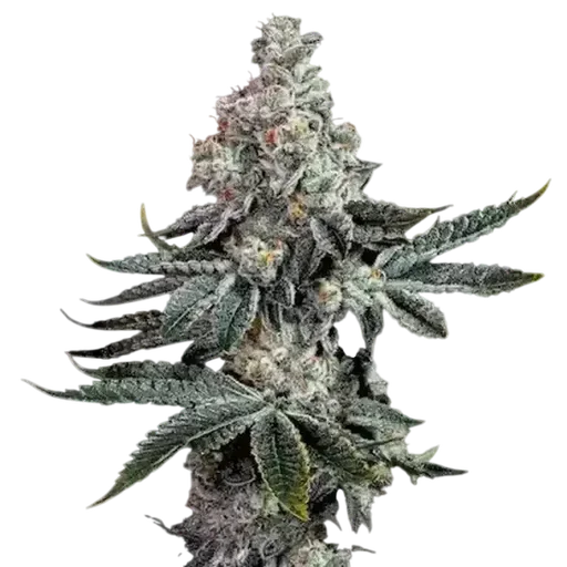 Grandpa's Cookies R2 V1