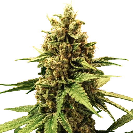 Great White Shark