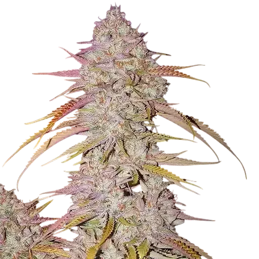 Lemon OG Haze F-4