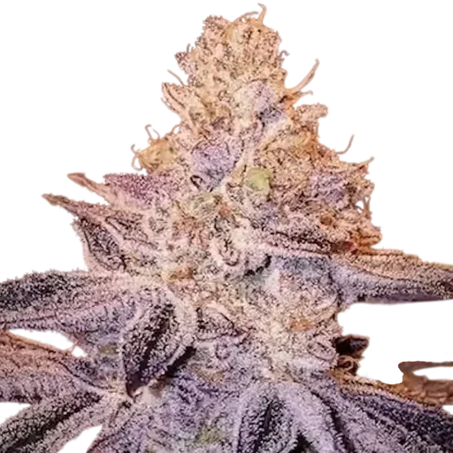 Peach Crescendo F-1