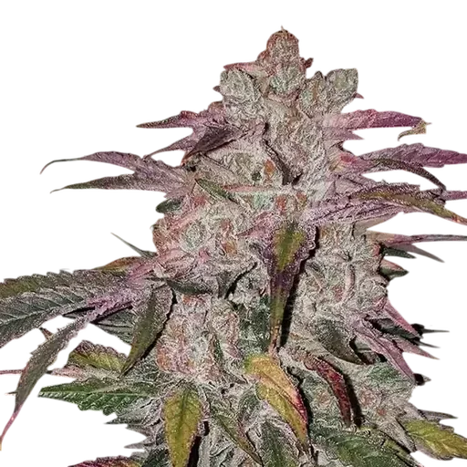 Purple Thai Autoflower RBX1