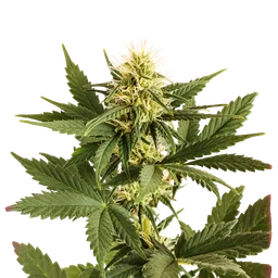 Shiskaberry