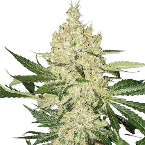 Super Lemon Haze F5