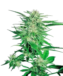 Big Bud