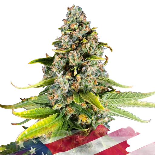 White Fire OG