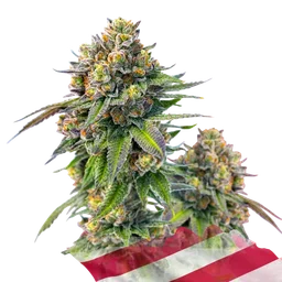 Zkittlez