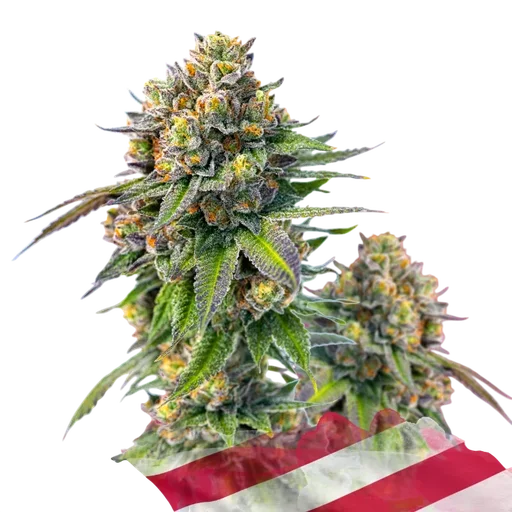 Zkittlez