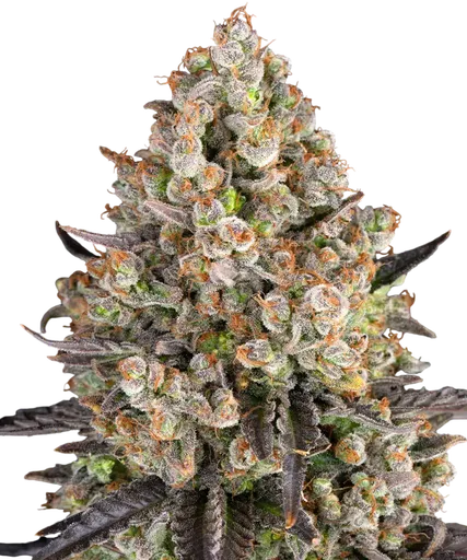 OG Kush
