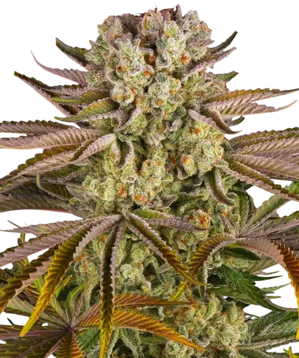Pineapple Express