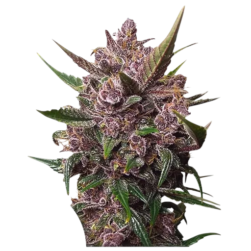Blackberry Kush Auto