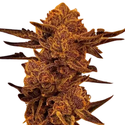 Black Cherry Flambe