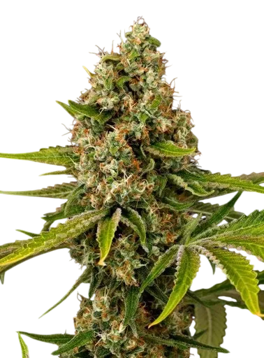 Black Cherry OG