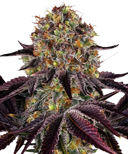 Runtz x Layer Cake