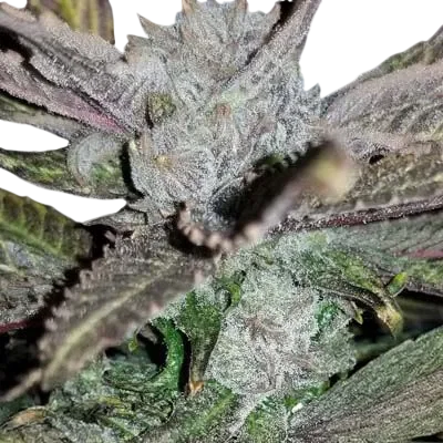 Black Cherry Punch