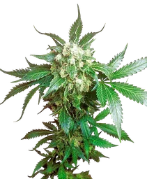 Black Domina