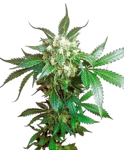 Black Domina