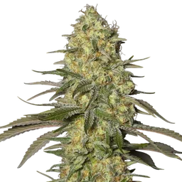 Black Dream