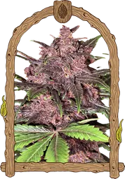Black Haze Auto