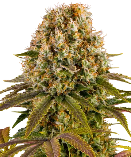 Strawberry Lemonade