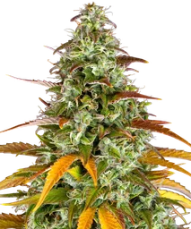 Watermelon Zkittlez Auto