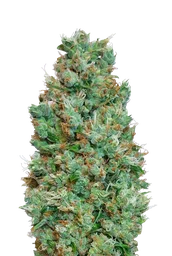 Blueberry Auto
