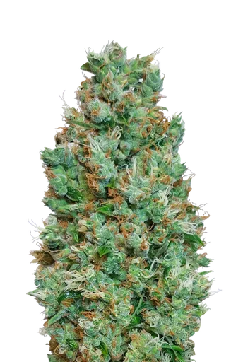 Blueberry Auto