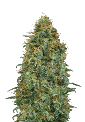 Blueberry