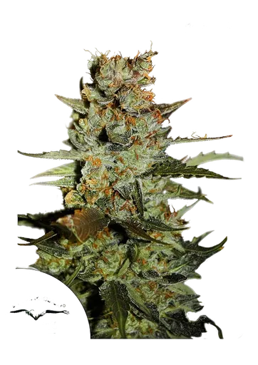 Blueberry