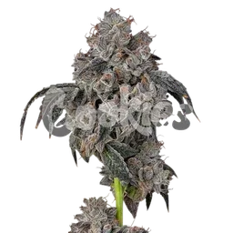 Blueberry Cherries