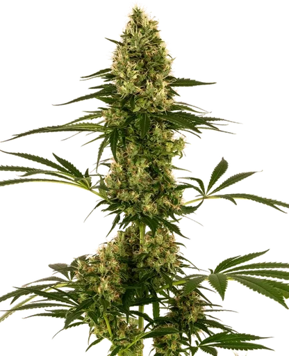 Blue Bullet Auto