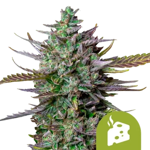 Blue Cheese