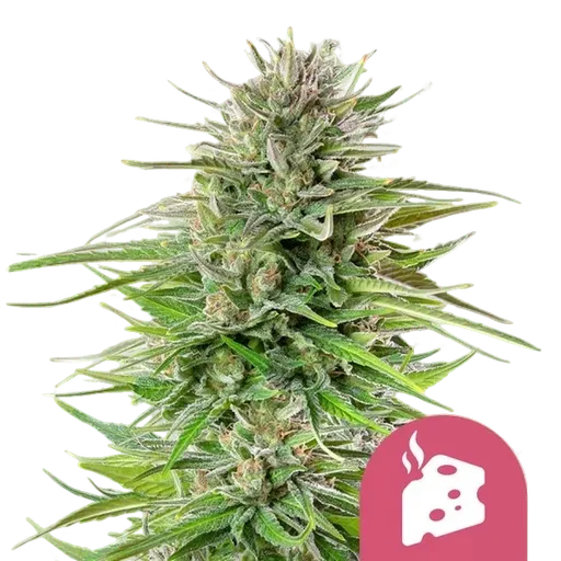 Blue Cheese