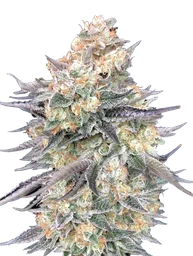Blue Dream