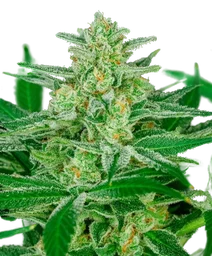 Blue Dream Auto