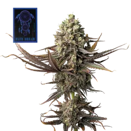 Blue Dream