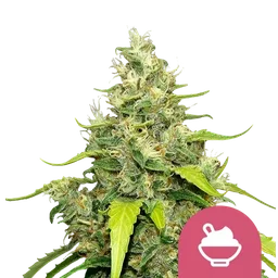 Blue Gelato