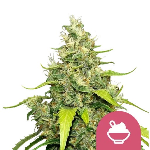 Blue Gelato