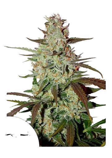 Blue Mazar Auto