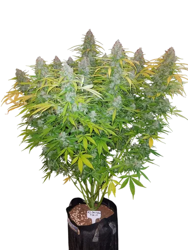 Californian Snow Auto