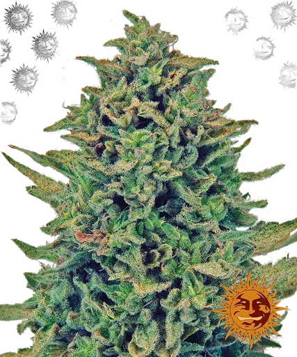 Blue Shark CBD