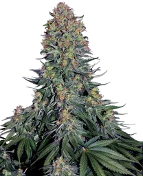 Blue Skunk