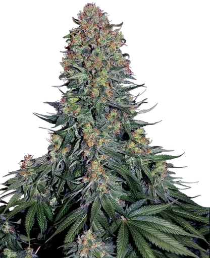 Blue Skunk