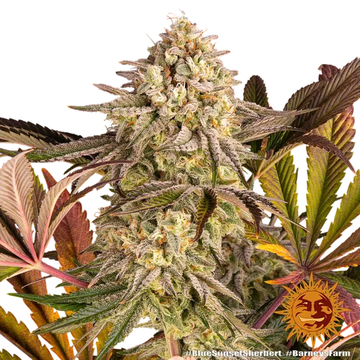 Blue Sunset Sherbert